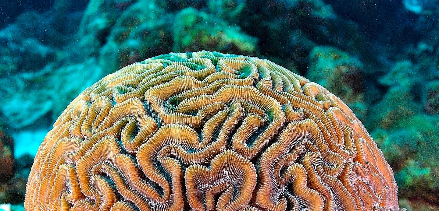 Brain Coral