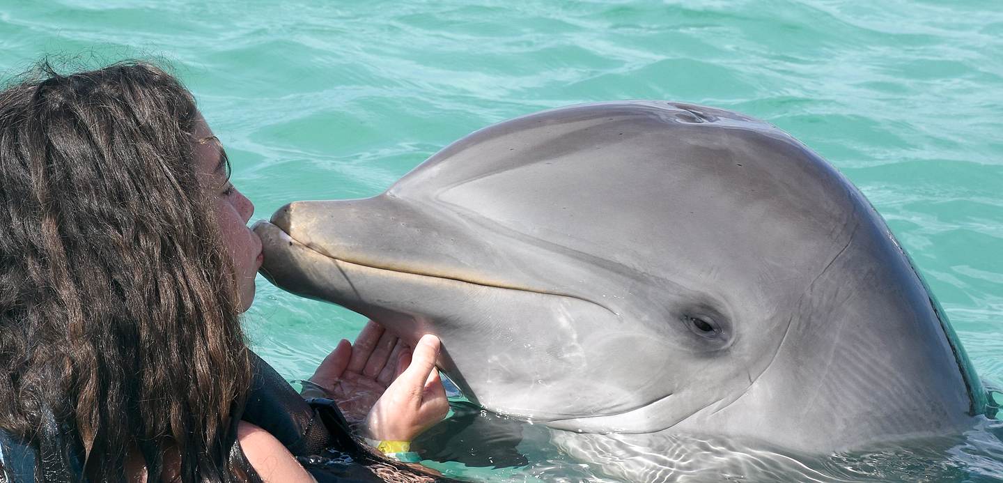 girl swimming with a dolphin