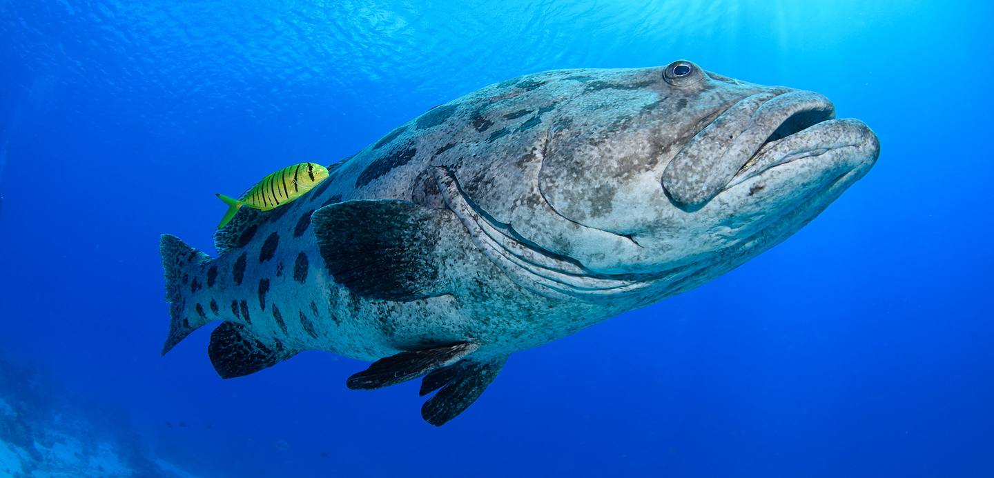 grouper fish