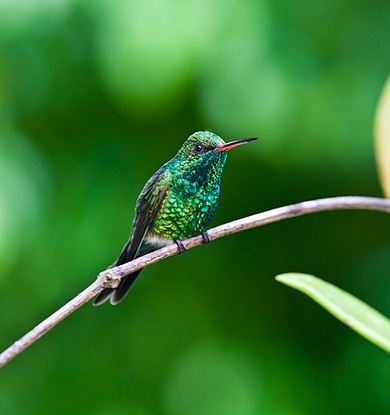 hummingbird on a stick