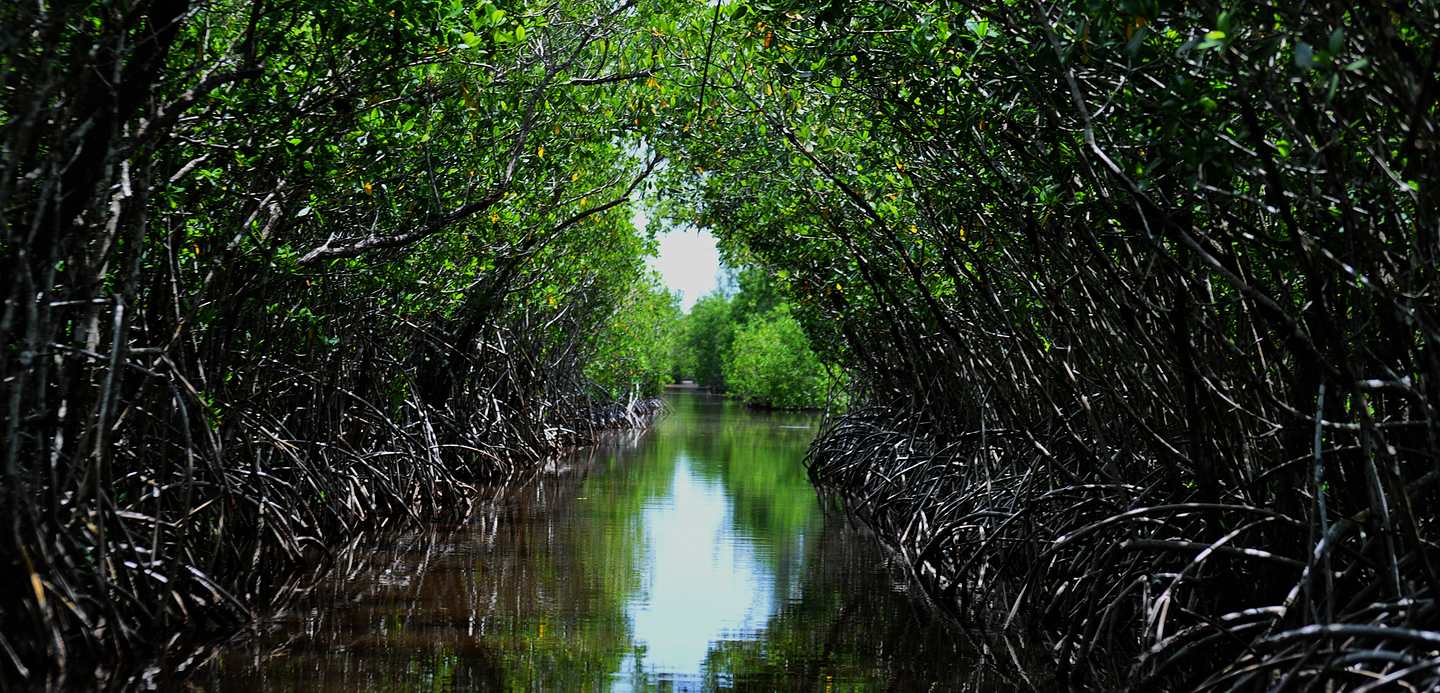 mangrove-tunnels