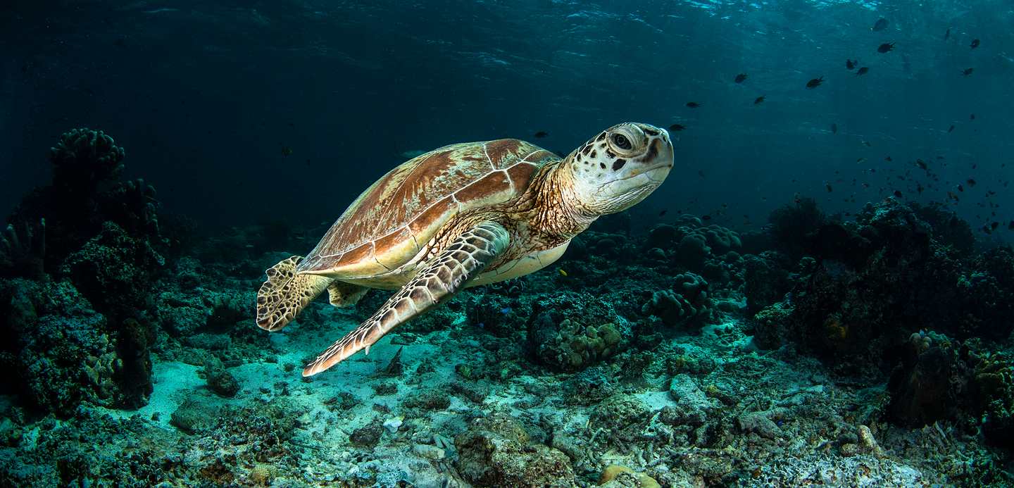 sea turtle