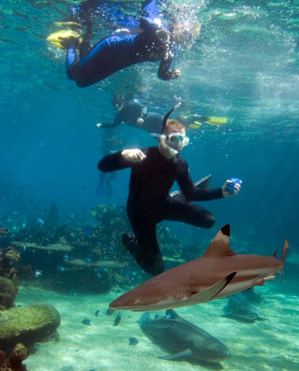 people diving with sharks