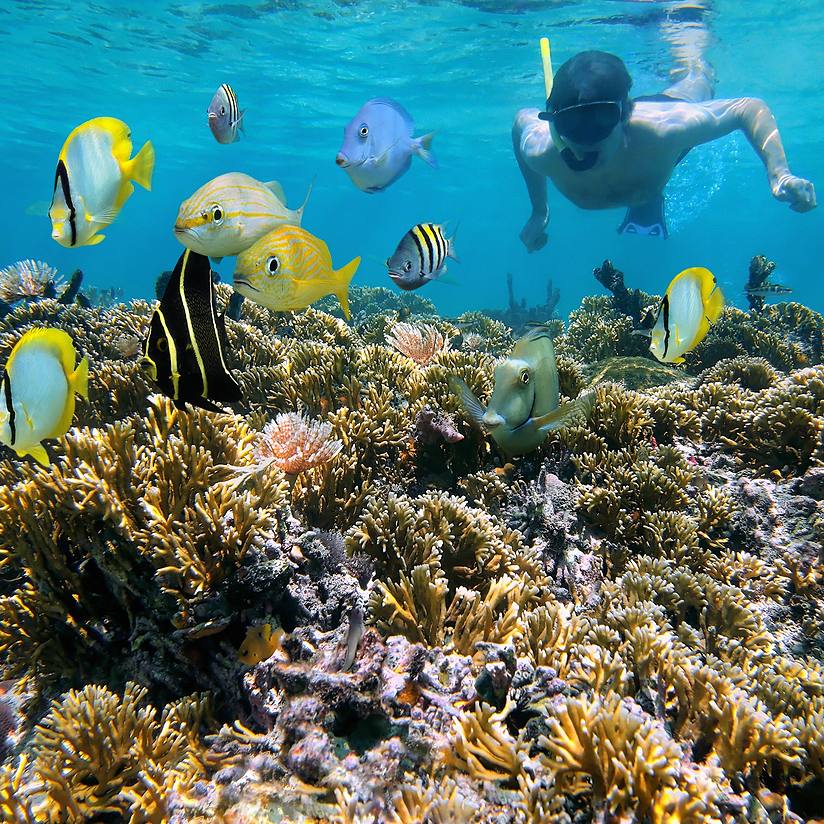 kid snorkeling with fish