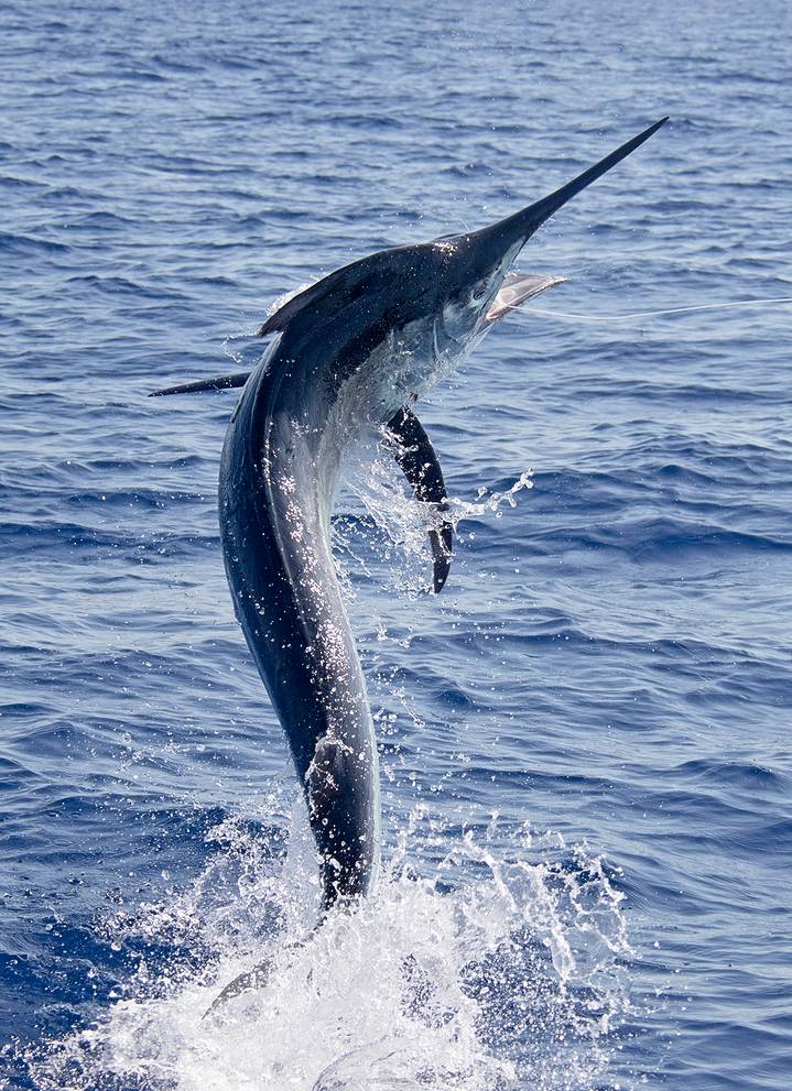 sward fish jumping out of water